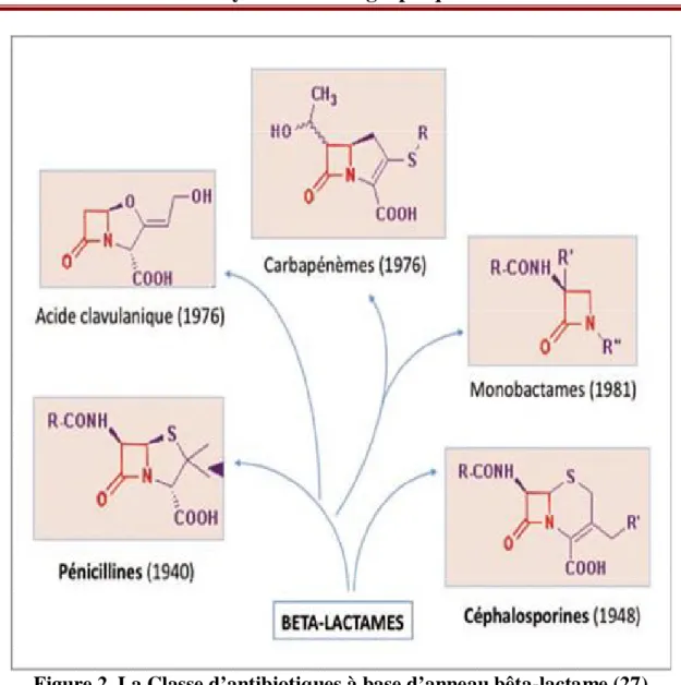 Figure 2. La Classe d’antibiotiques à base d’anneau bêta-lactame (27) 