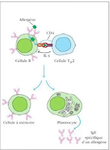 Figure 6. Présentation de l'allergène par la cellule B et différentiation en plasmocytes sécré- sécré-teurs d’IgE (47).