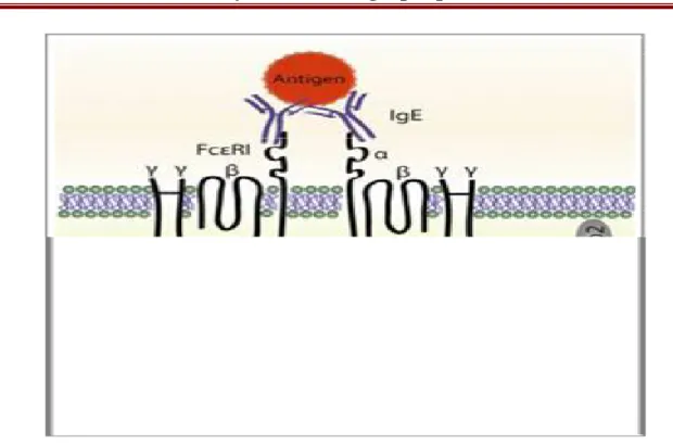 Figure 8. Phase primaire de la réaction d'hypersensibilité de type I(47). 