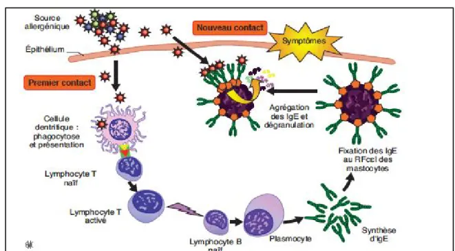 Figure 9. Physiopathologie de l’hypersensibilité à l’immunoglobuline E (IgE)(50). 