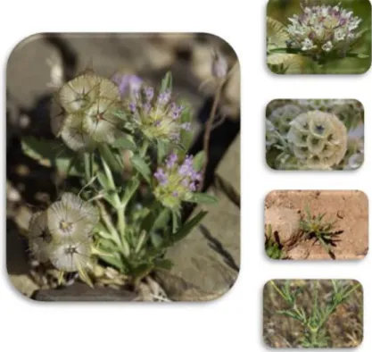 Figure 2 : L’espèce Scabiosa stellata L. aspects des fleurs, feuilles et rameaux  (African Plant Database) 