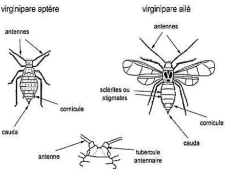 Figure 8 : Morphologie des pucerons ailés et aptères (Leclant, 1999). 