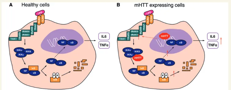 Figure 7 Mechanism of immune dysfunction in Huntington’s disease. (A) In normal wild-type HTT expressing myeloid cells, lipopoly- lipopoly-saccharide binds the TLR4 receptor activating the NFkB pathway triggering production of pro-inflammatory cytokines su