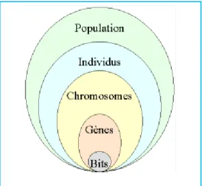 Figure I-4 : Les cinq niveaux d'organisation d'une population d'un Algorithme Génétique [4] 