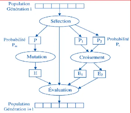 Figure I-6 : Principe générale de l’évolution d’une population d’un Algorithme Génétique 