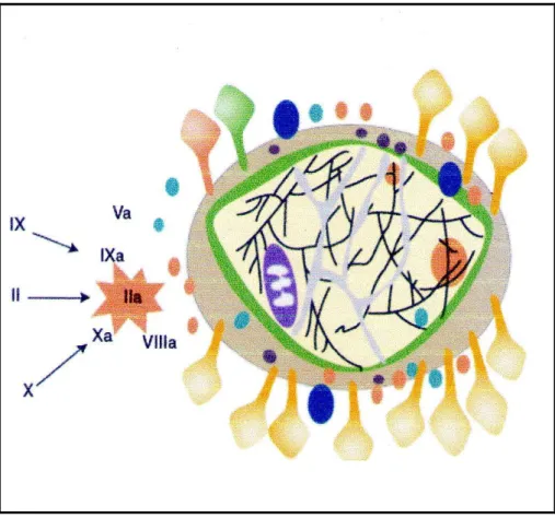 Figure  4.  Phase  de  propagation  de  la  coagulation  (Schved,  2007).  Le  complexe  ténase  intrinsèque  a  généré  à  la  surface  des  paquettes  des  quantités  importantes  de  facteurs  activés  dont  surtout le FXa