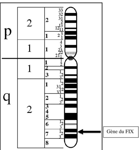 Figure 7. Position du gène F9 sur le chromosome X. 
