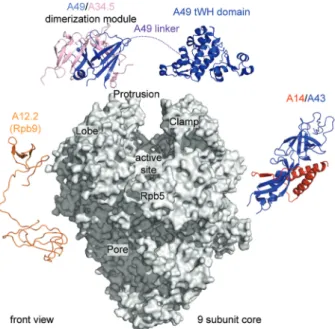 Figure 1. Structural information on Pol I. The 9-subunit core enzyme is modeled based on the Pol II structure and shown as a gray surface.