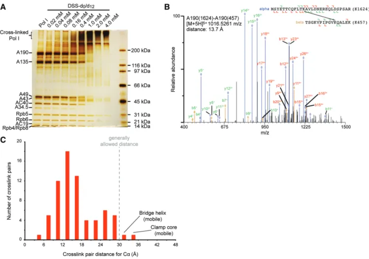 Figure 2. Crosslinking-MS analysis of Pol I. (A) SDS-PAGE analysis of Pol I crosslinked with different concentrations of DSS