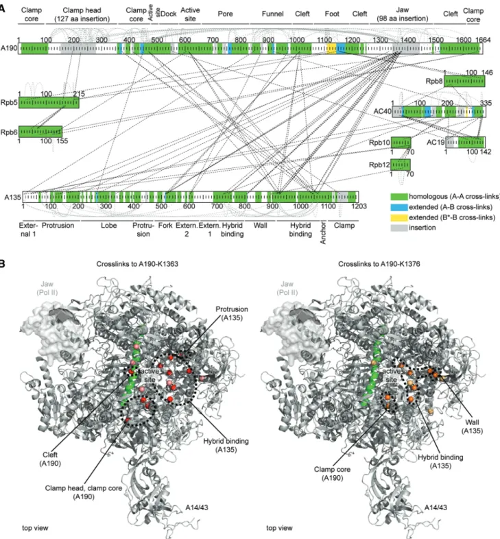 Figure 3. Crosslink map and extended homology model for the Pol I core. (A) Crosslink map of the Pol I core