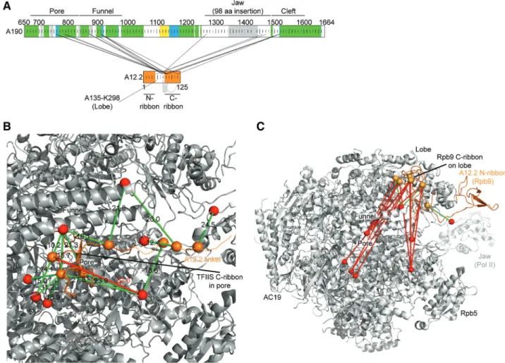 Figure 4. The A12.2 C-ribbon binds the pore. (A) Schematic representation of the observed crosslinks involving A12.2