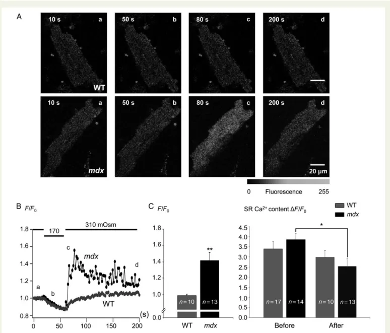 Figure 3C indicates that after the stress the Ca 2 + -related fluorescence was 1.6-fold smaller in the presence of 30 mM SKF96365 (F/F 0SKF : 0.93 + 0.02 compared with untreated mdx cells, 1.41 + 0.09)