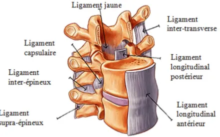 Figure I-7: Les ligaments liés à deux vertèbres qui se succèdent [1]
