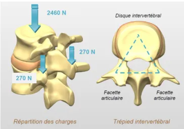 Figure I-22: les charges appliqués sur la colonne vertébrale.