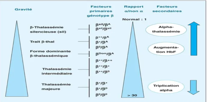 Figure 7. Schématisation du gradient de gravité des β  -thalassémies en fonction du génotype  et des principaux facteurs secondaires [Philippe  et al., 2014]