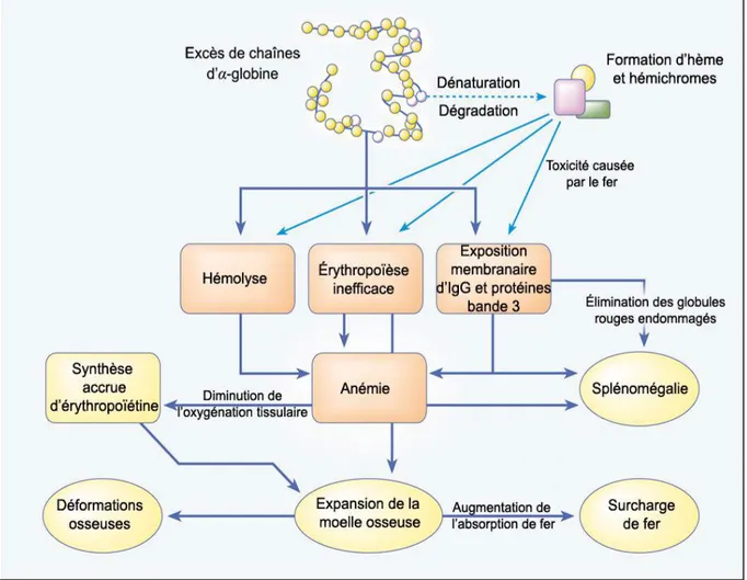 Figure 8. Physiopathologie de beta-thalassémie [Olivieri, 1999]. 