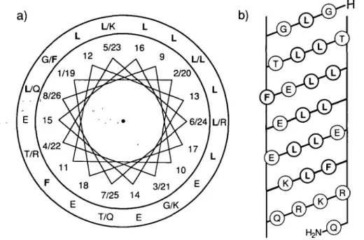 Fig. 2. (a) axial projection of the a-helical structure of HELP with the N-terminus to C-terminus orientation arranged from the top to the bottom
