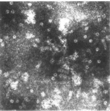 Fig. 9. Electron micrograph (magnification factor: 294 000) of pores in membrane preparations of HELP-lysed hRBC