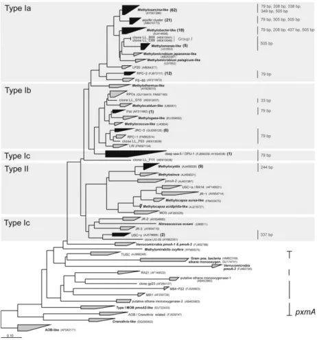 Fig. 2. Neighbor-joining tree showing the phylogenetic relationship of partial pmoA sequences based on 122 deduced amino acid positions.