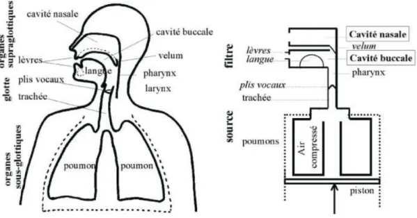 Figure 5. Représentation schématique des organes dits « de la parole » 258         