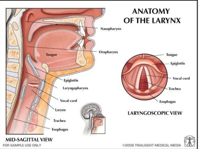 Figure 6. Vue laryngoscopique et coupe sagittale sur le larynx 260 . 