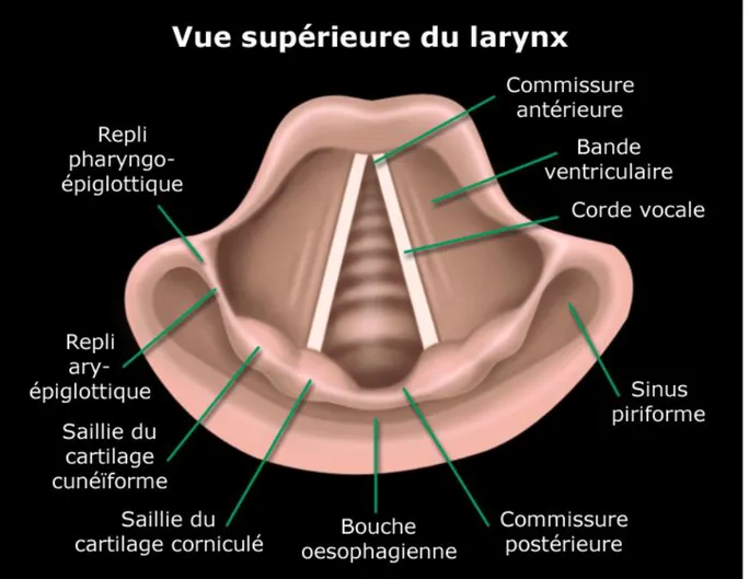 Figure 7. Anatomie du larynx 263