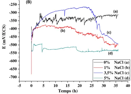 Figure II.5 OCP de l'acier immergé dans: A) CPS 1 et B) CPS 2, pour différentes  concentrations de chlorure, après la période passivation