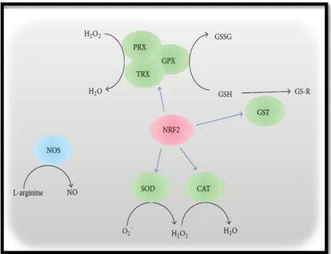 Figure  1.  Interactions  entre les principaux antioxydants  impliqués dans la spermatogenèse  (Yu  et  Huang,  2015)