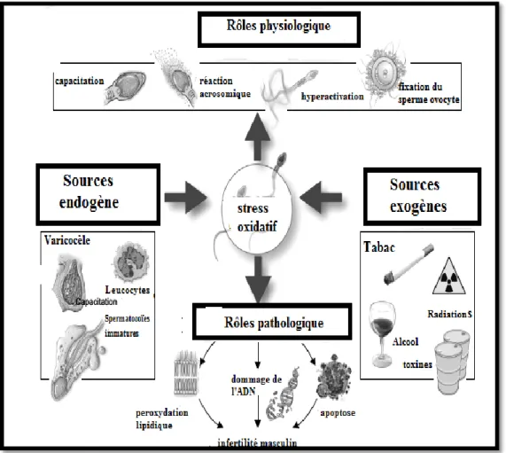 Figure  03. Rôle physiologiques et pathologiques du stress oxydatif dans la fertilité masculine  (Agarwal et al., 2014)