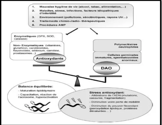 Figure  04.  Résumé  de  l’équilibre  entre  la  production  d’ERO  et  les  systèmes  antioxydants  du  sperme