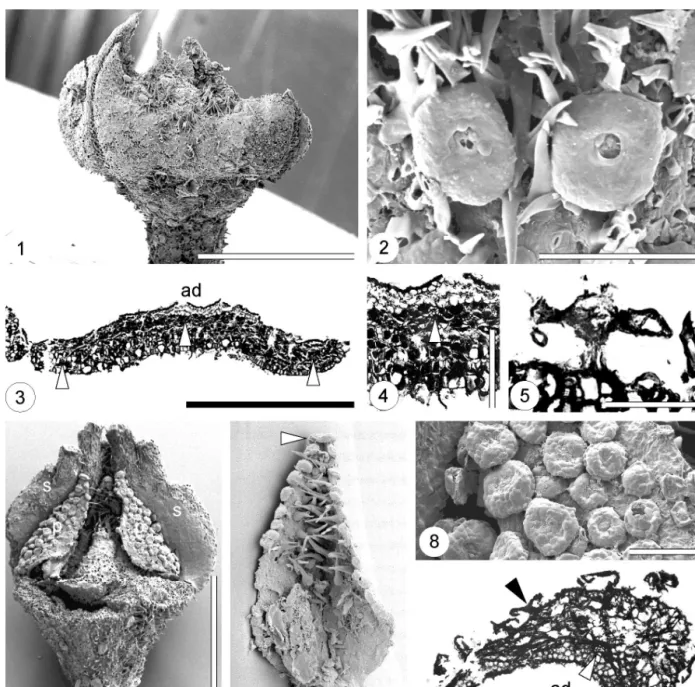 Fig. 9. Transverse section of petal with three to four layers of relatively of small cells adaxially and a multi-layered `rib-like' structure on the abaxial side; white arrowhead indicates vascular bundle; black arrowheads indicate multicellular peltate tr