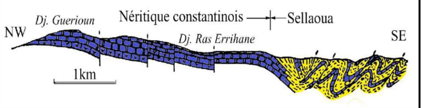 Figure II.3 : Coupe géologique schématique expliquant les relations structurales et        sédimentaires entre le Néritique et les Sellaoua (Chadi et al