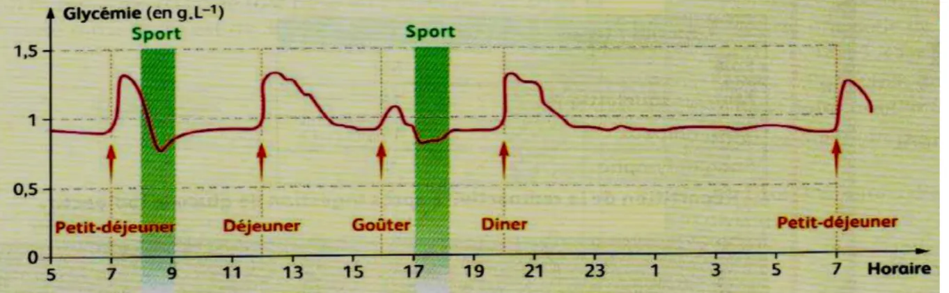 Figure 1. 14: Evolution journalière de la glycémie chez un individu en bonne santé [66]