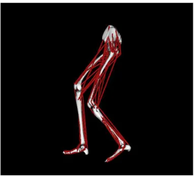 Figure 1.11 – La marche en accroupie