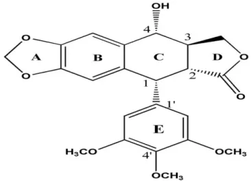 Figure 1. Structure chimique de la podophyllotoxine [19].