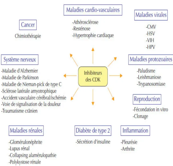 Figure 9. Intérêts thérapeutiques potentiels des inhibiteurs des CDKs [107]. 