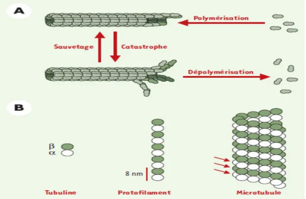 Figure 10. Dynamique des microtubules [135]. 