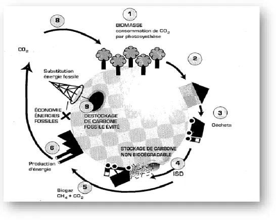 Figure II.5. Gaz de décharge et effet de serre : le cycle du carbone [2]. 
