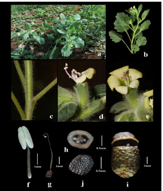Figure 01. Hyoscyamus albus L et ces parties principals : a. Habitat; b. branche; c. tige; d-e