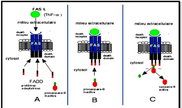 Figure 06. C ascade d’activation de la voie  extrinsèque apoptotique.  A- formation du complexe  FASL/FAS , B- terimiresation et formation du FADD, C- activation et libération de la procaspase-8 