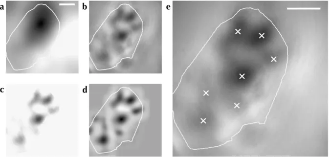 Figure 1. Active region location process shown for a single OI response map. The local average (shown in a) of the response map was obtained by convolution with a disc kernel