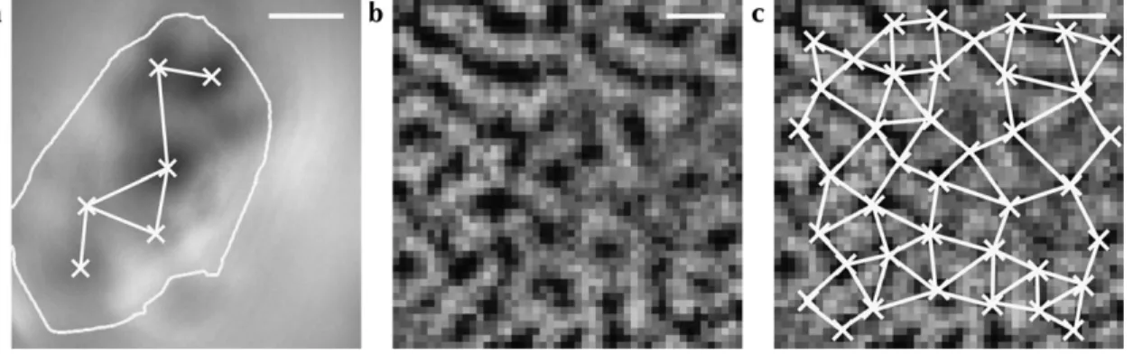 Figure 2. Neighborhood relationships between active orientation-responsive regions across visual cortex