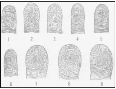 Figure 12 Types d'empreintes digitales [26]. 
