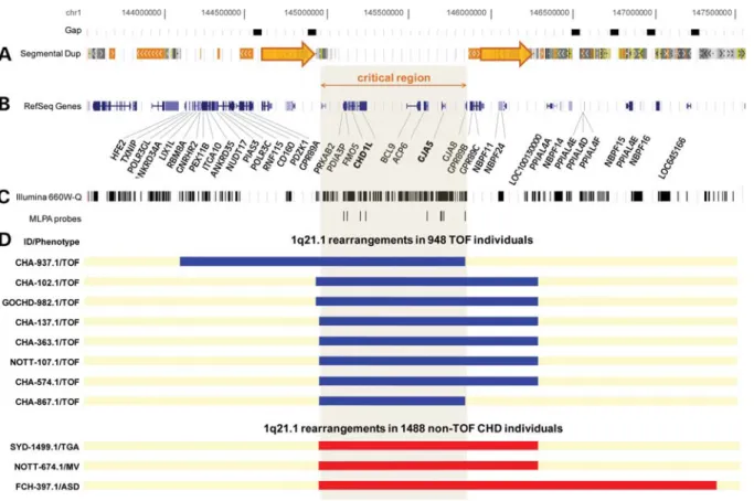 Figure 1. The 1q21.1 region (adaptation from the UCSC hg18 Genome Browser) and the summary of findings in TOF and non-TOF mixed CHD cohort