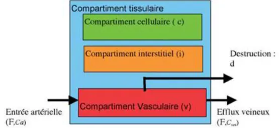Fig. II.5: Modélisation compartimentale simple de la microcirculation sanguine. 