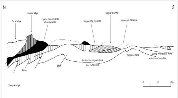 Figure 1.8: Rapports structuraux entre les différentes unités de la chaîne des Maghrébides  (CAIRE, 1970, modifié, DURAND-DEGLA, 1980) 