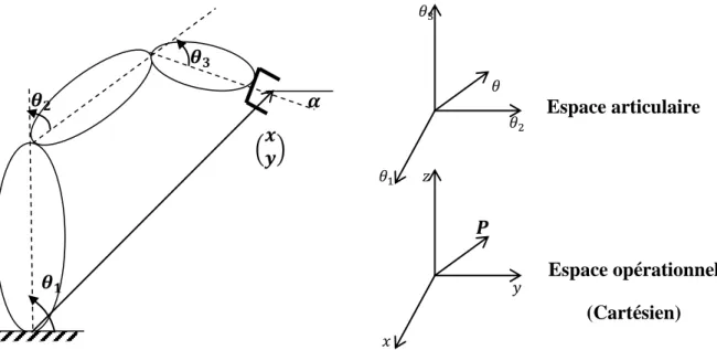 Figure 1.2. Schéma illustrant l’espace articulaire et cartésien. 