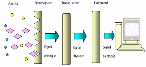 Figure I.1: Représentation schématique du principe de fonctionnement d‟un  capteur  chimique [3]
