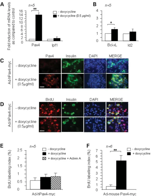 Figure 5. Adenoviral-mediated overexpression of human Pax4 does not stimulate replication in human islets