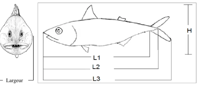 Figure II.14: Différentes caractéristiques mesures prises sur le corps de poisson Largeur  